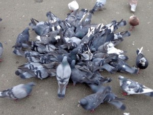 Create meme: pigeons eat seeds, a flock of pigeons photo, pigeon