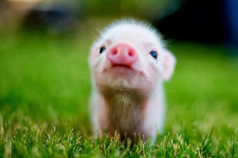 Создать мем: милый поросенок, маленькая свинка, карликовая свинка