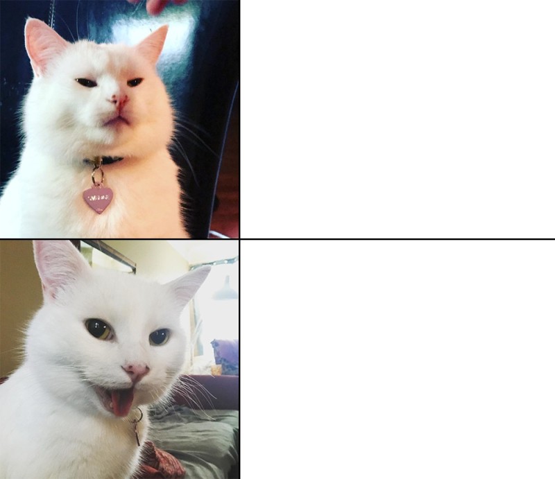 Создать мем: коты из мемов, кот мем, белый недовольный кот из мема