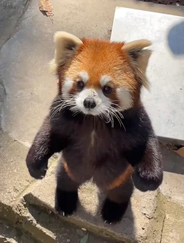 Create meme: animal red panda, red Panda, little panda