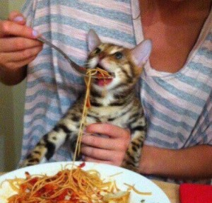 Создать мем: spaghetti cat, кошка, кота кормят макаронами мем