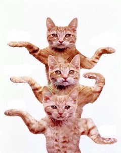 Создать мем: кошки смешные, Кошка, танцующий котик
