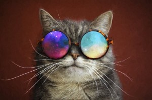 Создать мем: кот в очках обои, крутой кот, крутые кошки