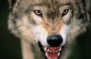 Create meme: wolf, gray wolf, angry wolf