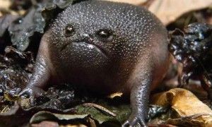 Create meme: amazing frog, sad black toad