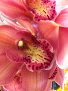 Create meme: flowers zimbeck, macro photography Orchid flowers, Orchid macro