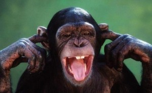 Создать мем: беззубая шимпанзе, морда обезьяны, смешные обезьяны
