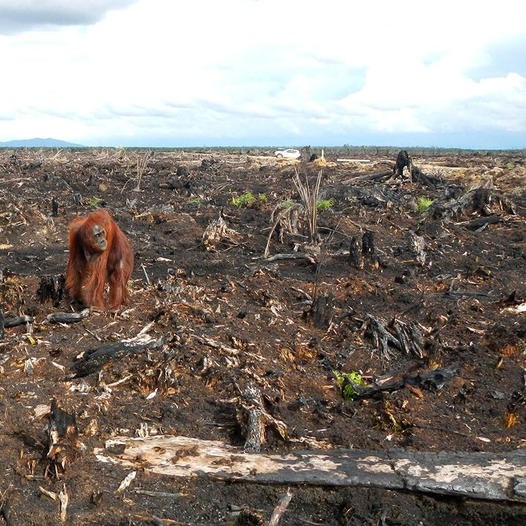 Create meme: orangutans, planet of the apes orangutan, The male orangutan