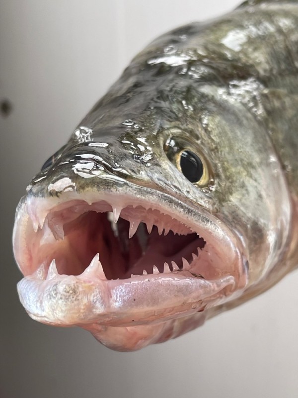 Create meme: river fish, predatory fish, hake fish head