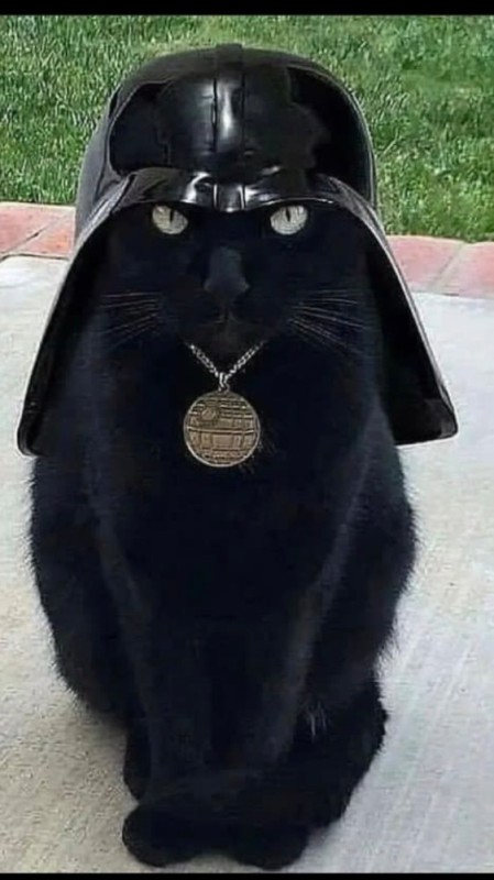 Create meme: cat Vader, black cat , funny black cat