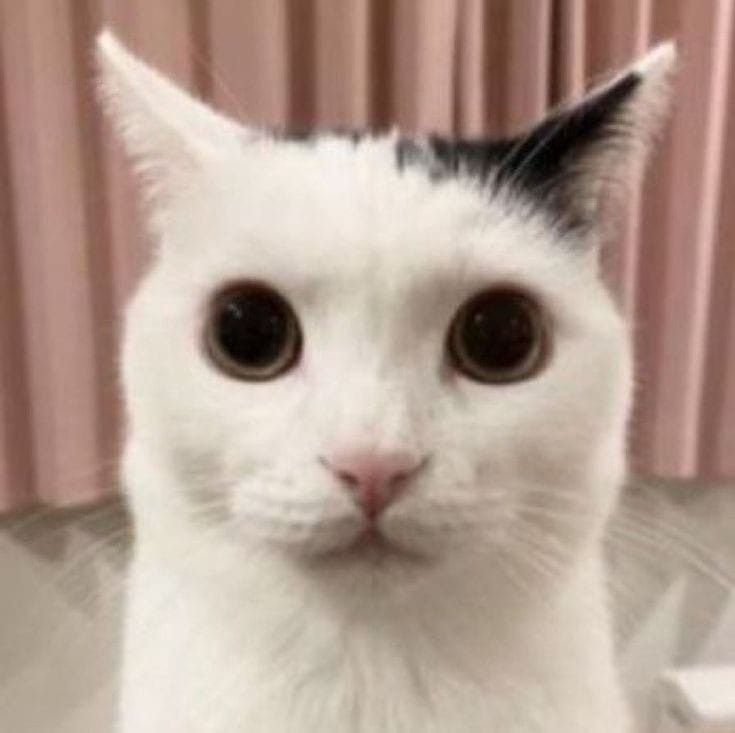 Create meme: the white cat meme, cat meme , the cat from memes