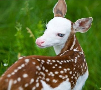 Create meme: fawn , albino deer, white fawn