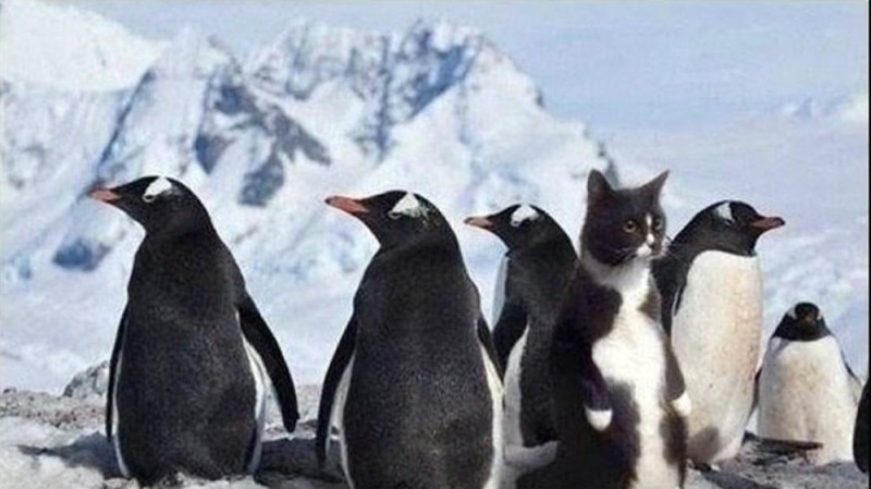 Create meme: the penguin cat, a cat among penguins, penguin 