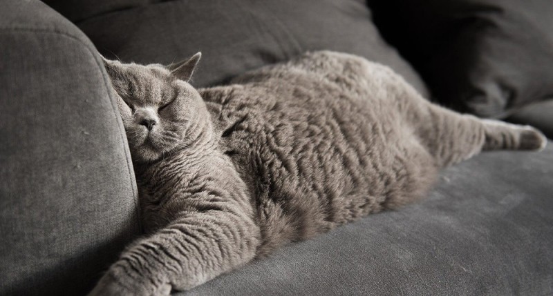 Create meme: fat cat , british shorthair cat, british cat