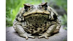 Create meme: nasty toad, toad frog, yeah toad