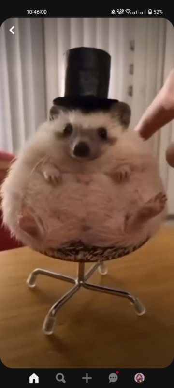 Create meme: hedgehog , the hedgehog is funny, hedgehog in a top hat on a chair
