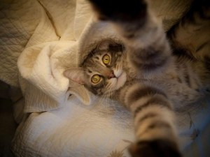 Create meme: British kitten selfie, Suman cat, cat fotkat
