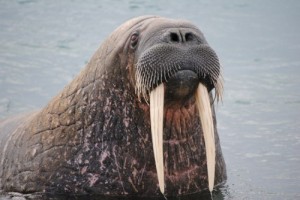 Create meme: Portrait walrus