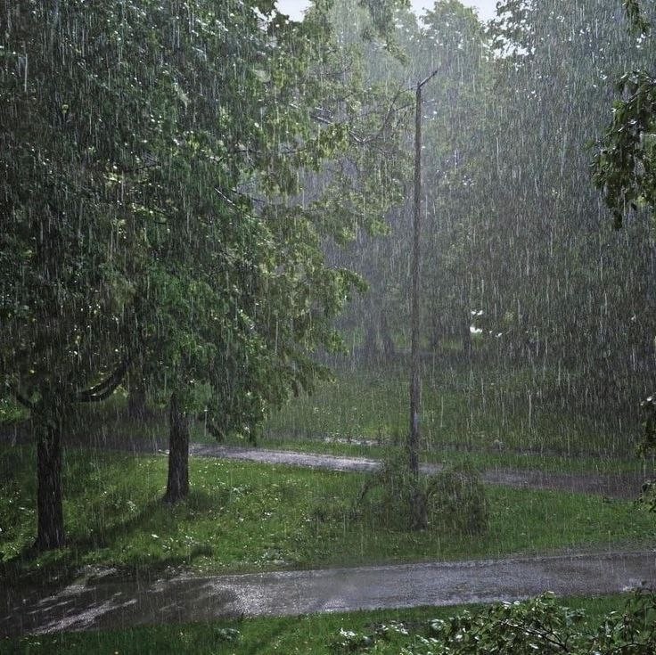 Create meme: Rain forest, rain in the garden, summer rain