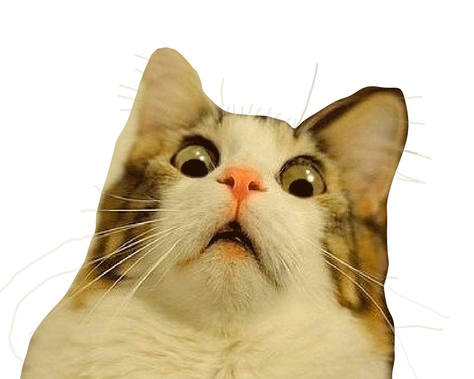 create-meme-cat-cats-the-surprised-cat-pictures-meme-arsenal