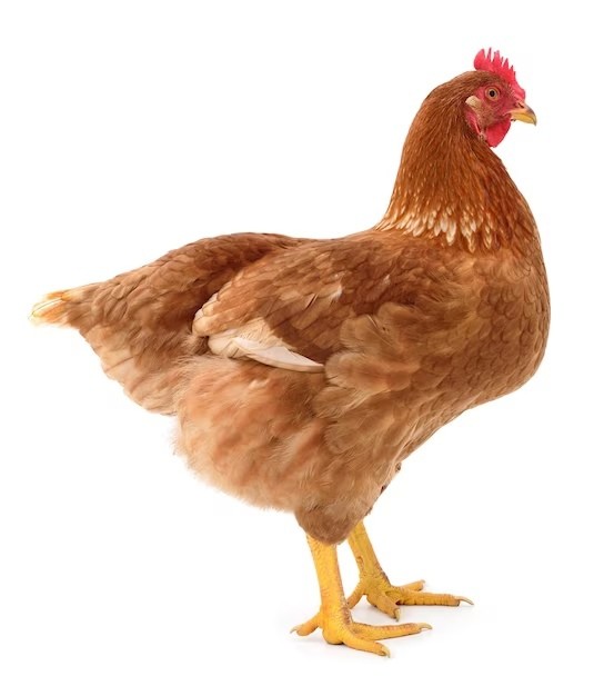 Создать мем: коричневая курица и белая курица, куры несушки, коричневая курица