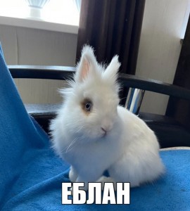 Создать мем: кролик смешной, ангорский карликовый кролик, карликовый кролик белый