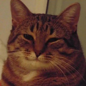 Create meme: smiling cat meme, cats, smiling cat