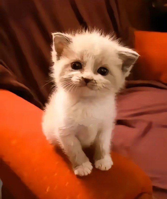 Create meme: cute kittens, kitties , cute little kittens