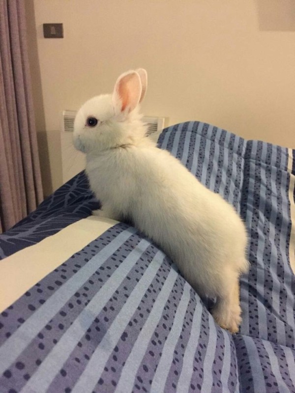Create meme: rabbit , decorative rabbit white, rabbits are cute