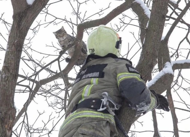 Create meme: The Ministry of Emergency Situations rescues a cat from a tree, MOE cat on a tree, A fireman saved a cat in a tree