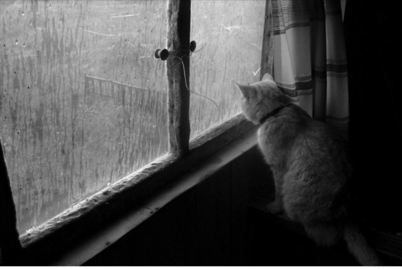 Create meme: The cat window is sad, the lone cat , cat 