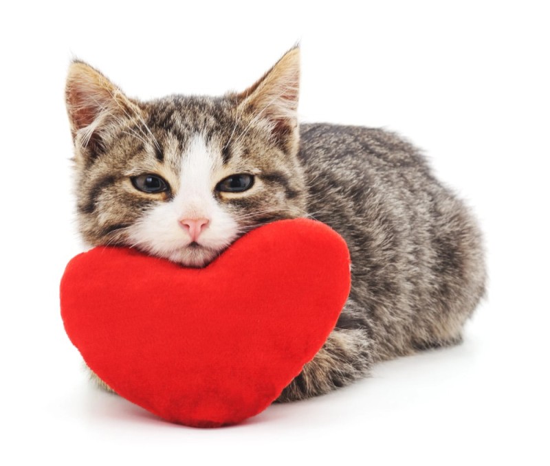 Создать мем: три кота сердце, красное сердце, кошка с сердечком
