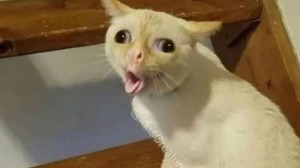 Создать мем: cat meme, кошка, кашляющий кот мем