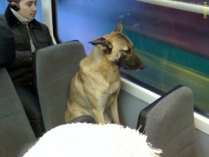 Создать мем: собака мечты, собака добрая, собака в поезде