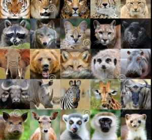 Создать мем: млекопитающие коллаж, животные коллаж, коллаж из животных