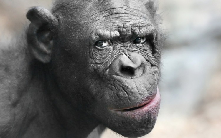Создать мем: улыбка шимпанзе, обезьяна горилла, макака шимпанзе горилла