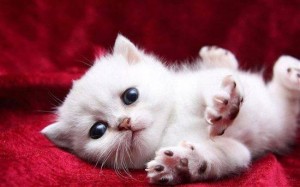 Создать мем: котики маленькие, фотографии милых котят, милые маленькие котики