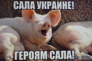 Create meme: memes about pigs, pigs