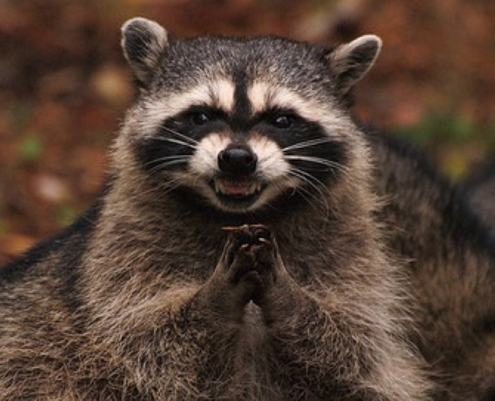 Create meme: evil raccoon, evil raccoon , raccoon 