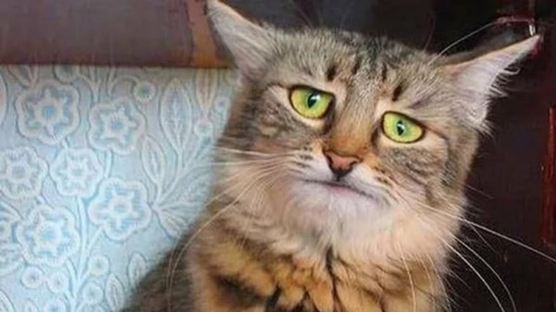 Create meme: sad cat , cats are shocked, cat 