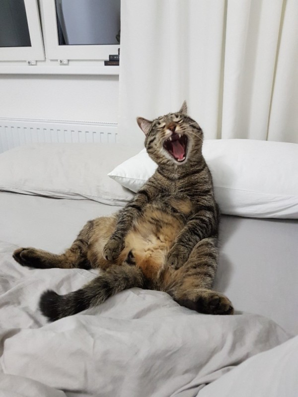 Create meme: cat funny , cat , yawning cats