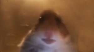 Create meme: screaming hamster meme, the hamster looks at the camera, the hamster looks into the camera 10 hours