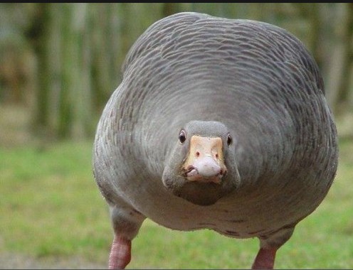 Create meme: evil goose , fat goose, fat goose