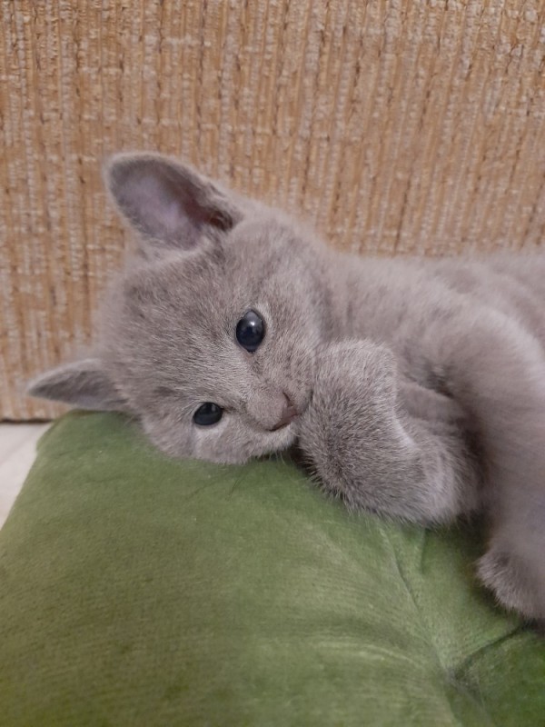 Create meme: russian blue kitten, grey kitten , cat British