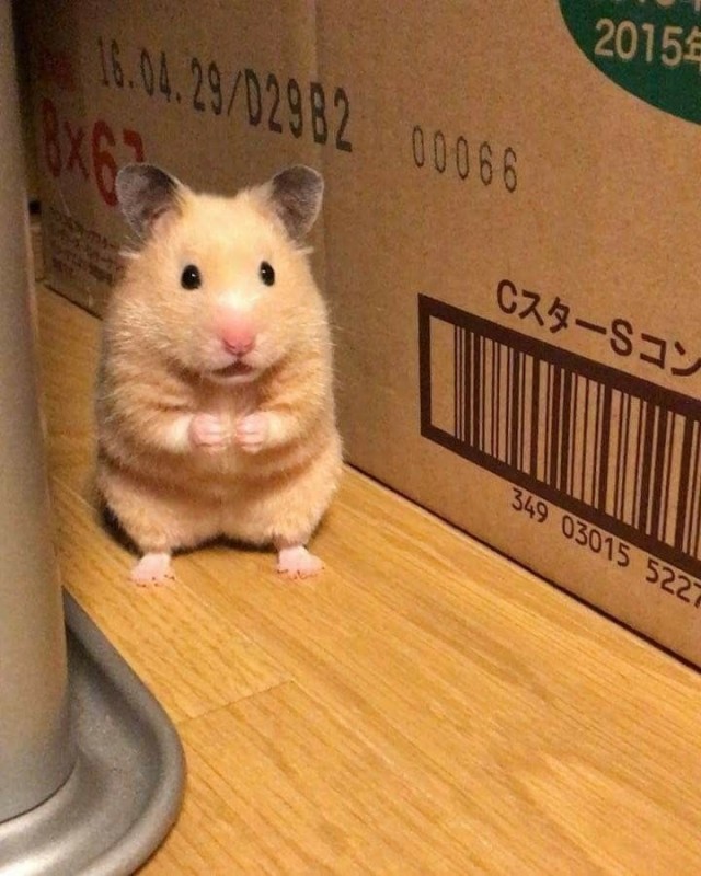 Create meme: the Syrian hamster , hamster funny, hamster hamster