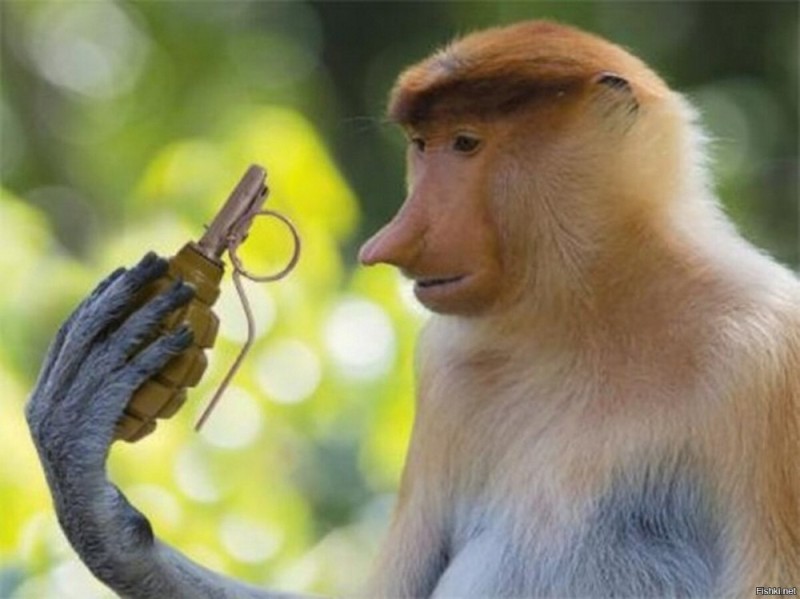 Create meme: a monkey with a grenade , a monkey with a nose, proboscis