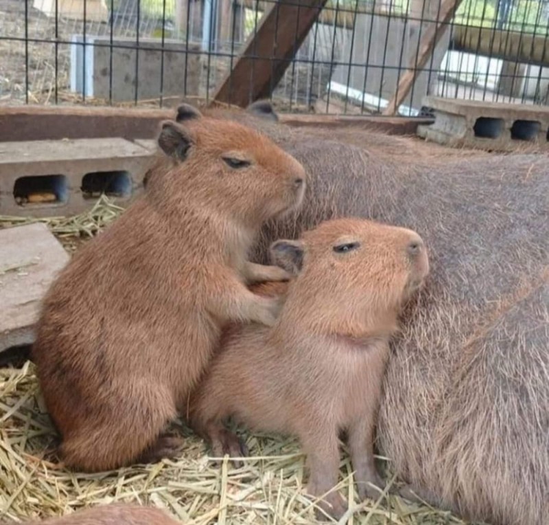 Create meme: capybaras , capybara coconut doggy, a pet capybara