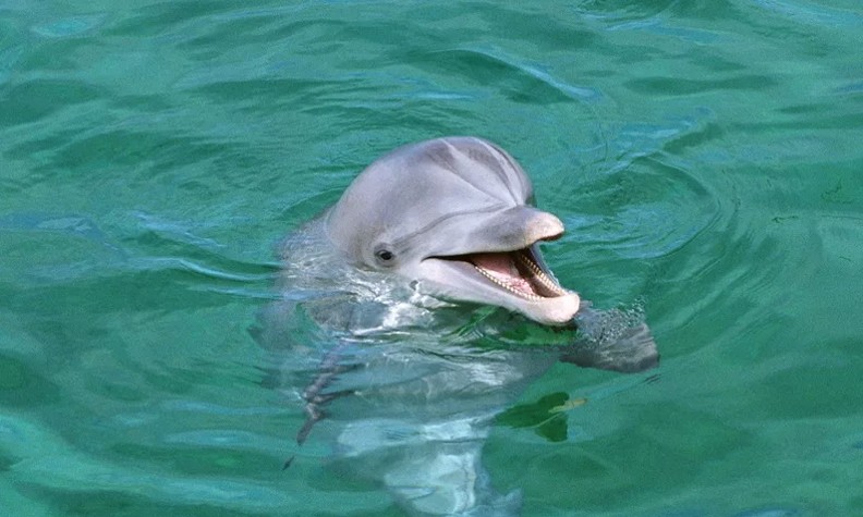 Создать мем: дельфины красивые, маленький дельфин, дельфин