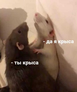 Create meme: you're a rat I'm a rat, You're a rat yes I'm a rat meme, I am a rat yes I am a rat