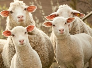 Создать мем: стадо овец фото, фото стада баранов и овец, стадо овец